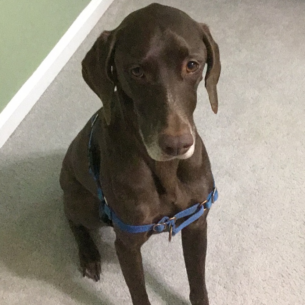 Easy Walk Harness in blue